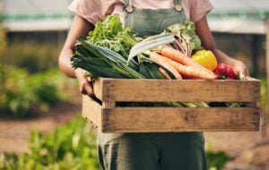 optimize food supply chain